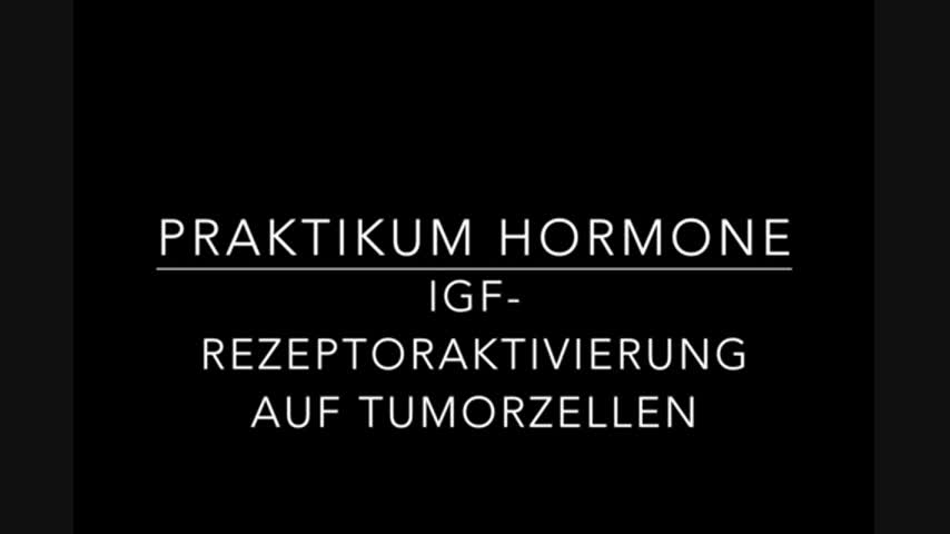 Versuch Hormone II - IGF-GFP-Zellfärbung