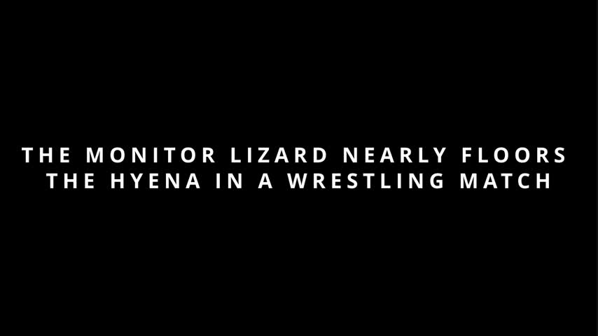 The Monitor Lizard nearly floors the Hyena in a Wrestling Match