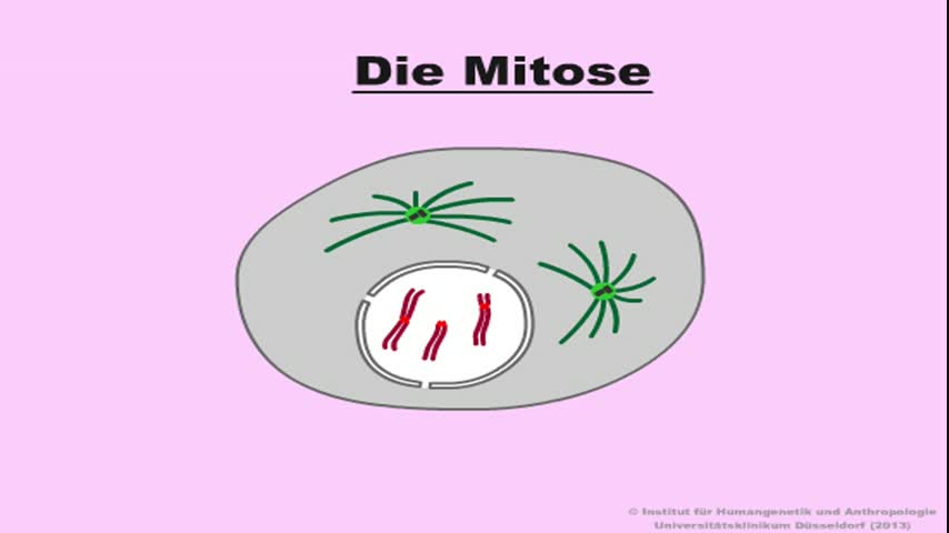 Mitose
